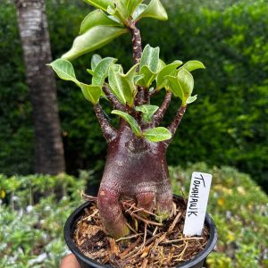2209 02 Arabicum Tomahawk F3