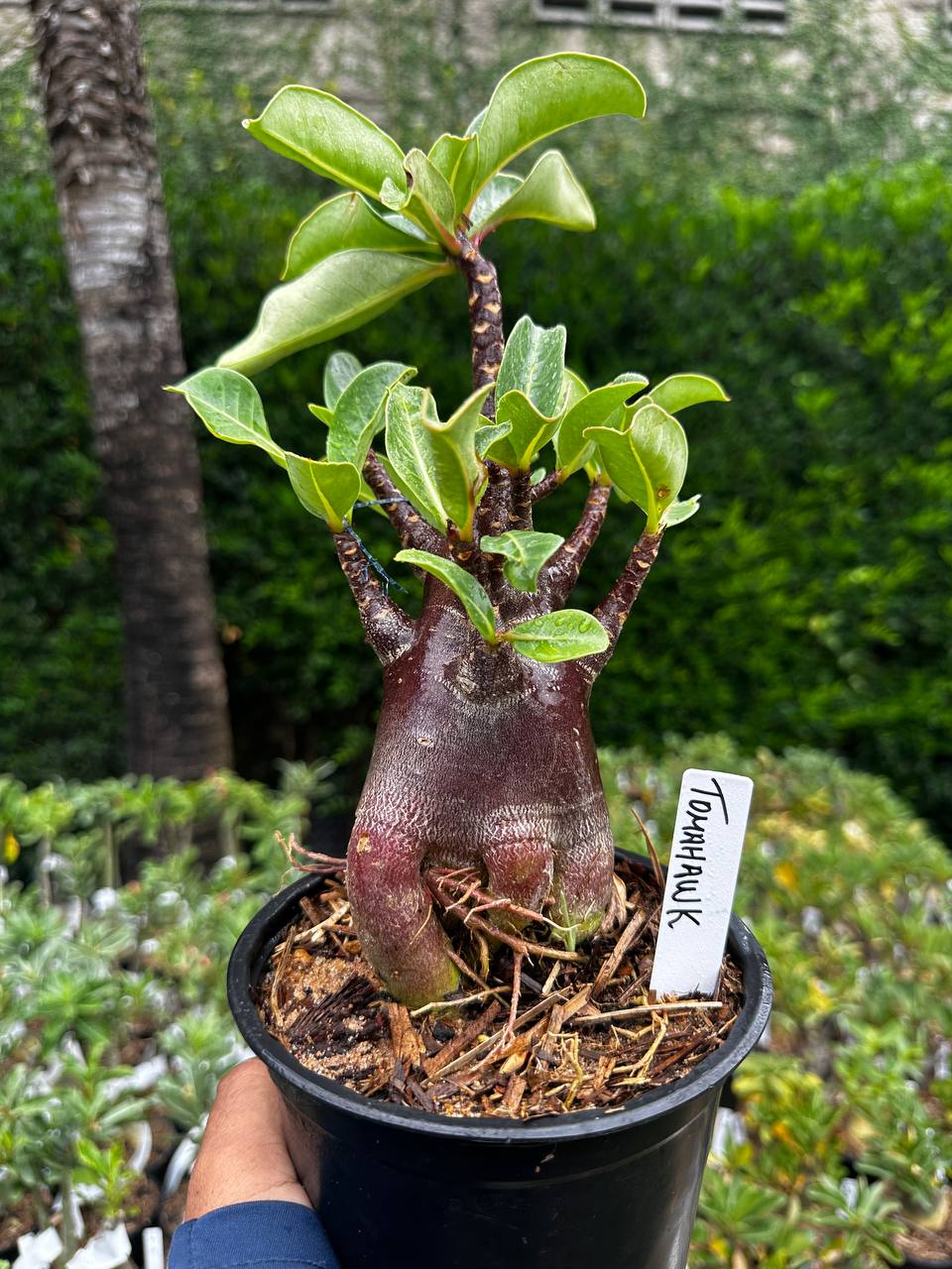 2209 02 Arabicum Tomahawk F3