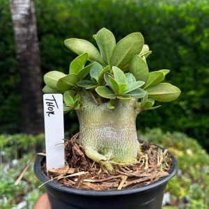 2209 05 Arabicum Thor F3