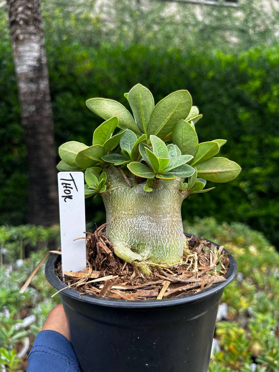 2209 05 Arabicum Thor F3