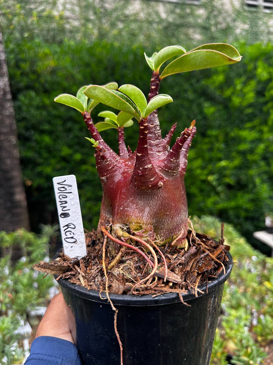 2209 06 Arabicum Volcano Red F3