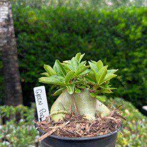 2209 07 Arabicum Green Pod F3