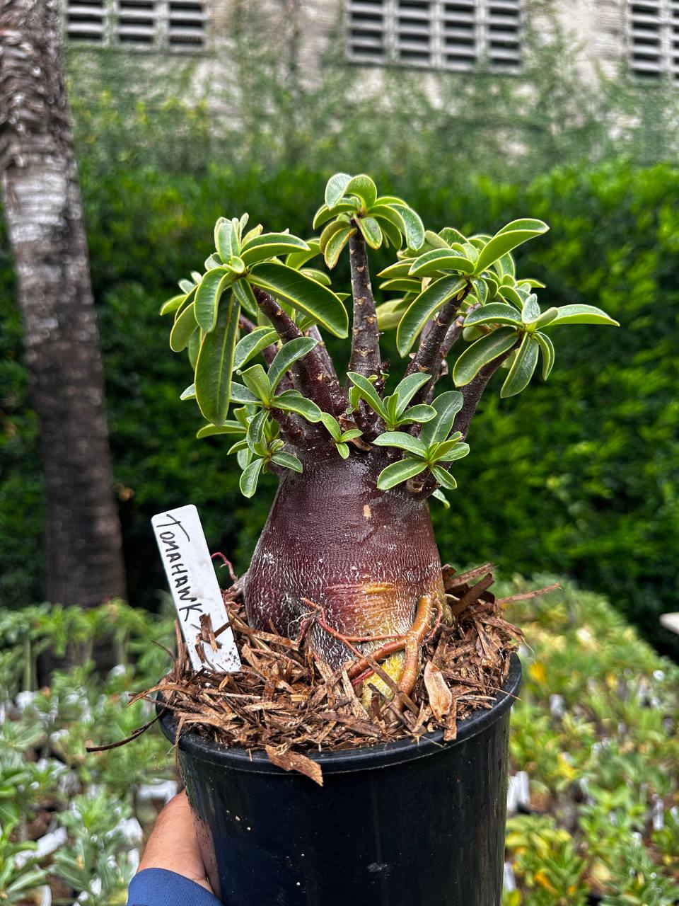 2209 09 Arabicum Tomahawk F3