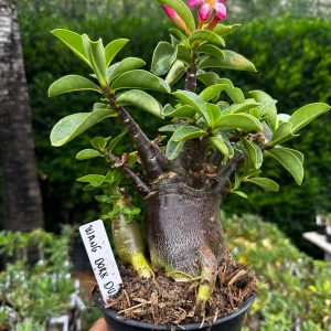 2209 11 Arabicum Wang Dork Dum F3