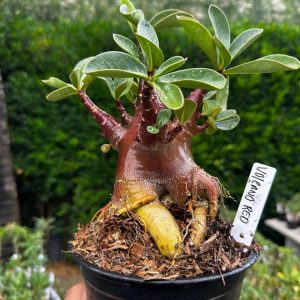 2209 12 Arabicum Volcano Red F3