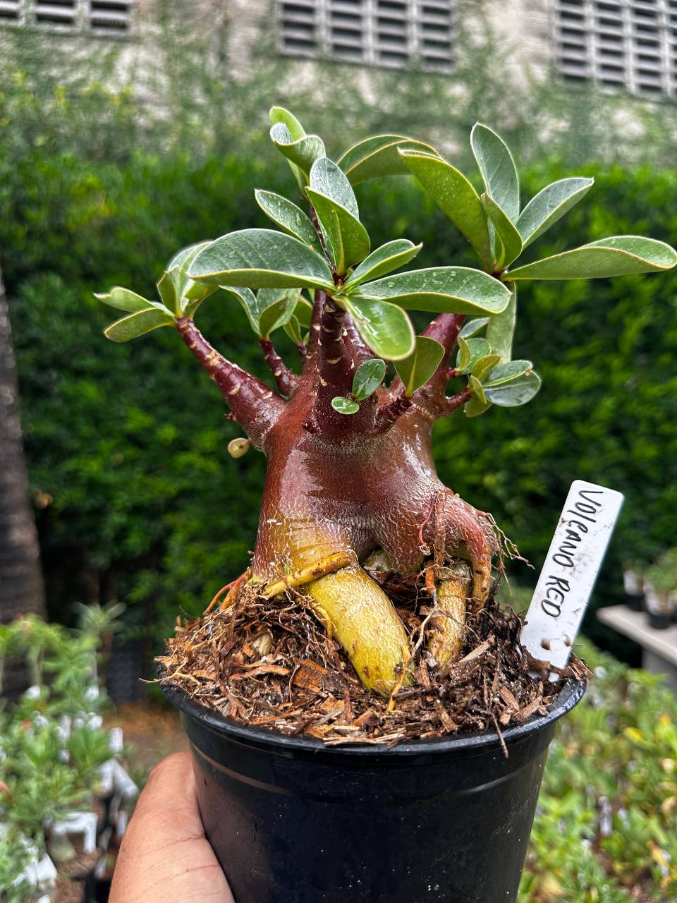 2209 12 Arabicum Volcano Red F3