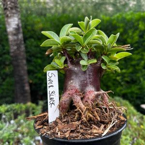 2209 13 Arabicum Super Black F3