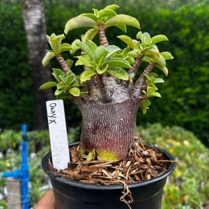 2209 14 Arabicum Onyx F3