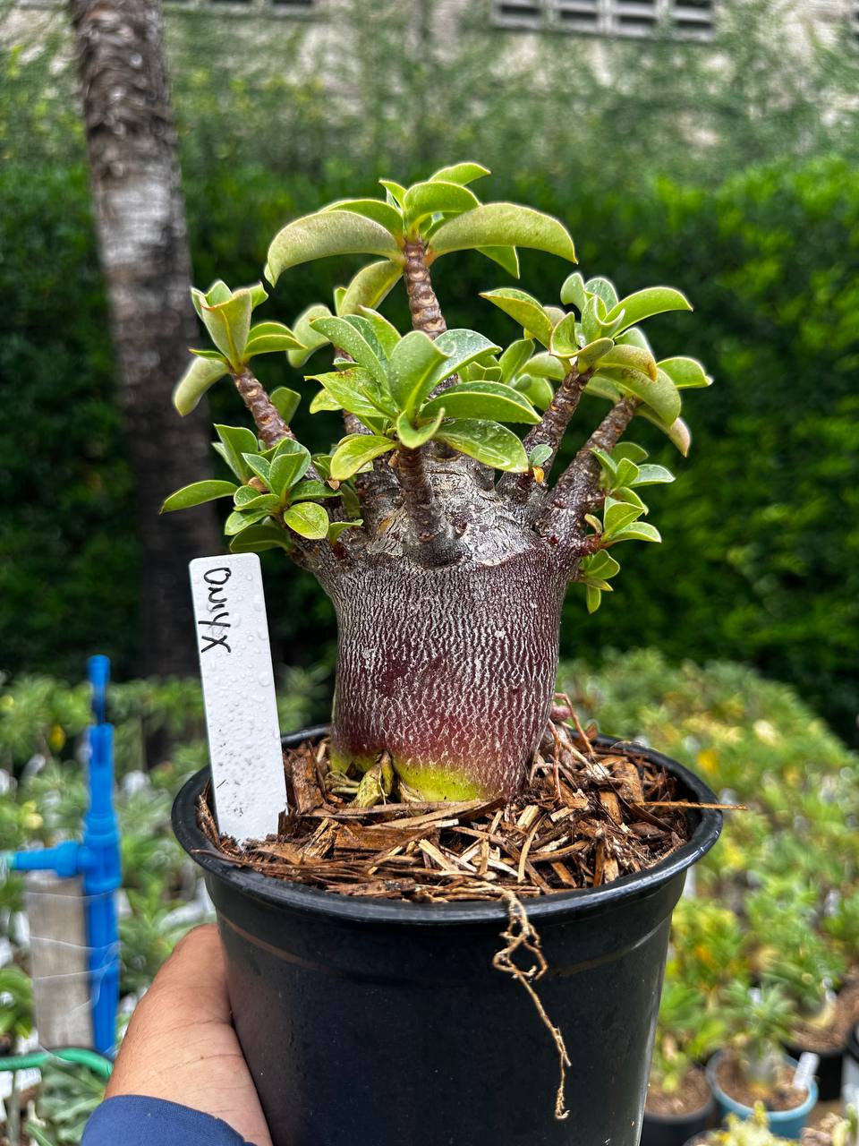 2209 14 Arabicum Onyx F3