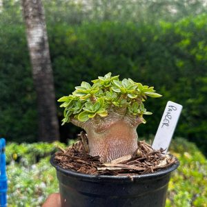 2209 16 Arabicum Panzer F3
