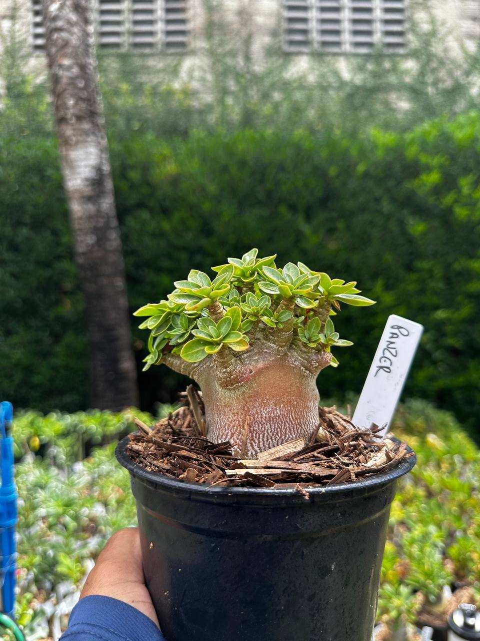 2209 16 Arabicum Panzer F3
