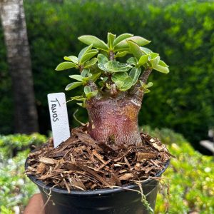 2209 17 Arabicum Tanos F3