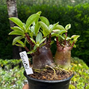 2209 18 Arabicum Triceratop F3
