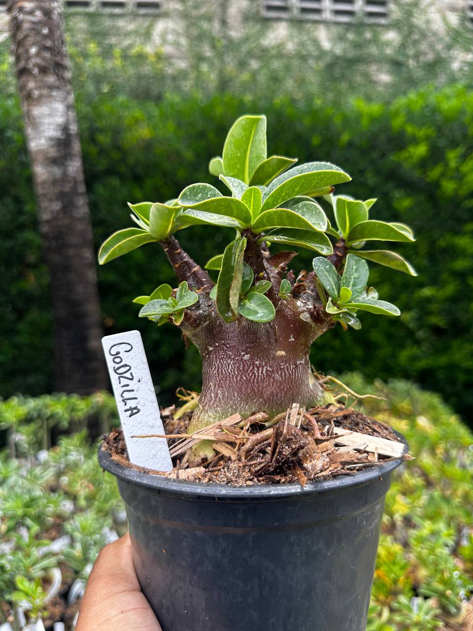 2209 19 Arabicum Godzilla F3