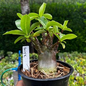 2209 24 Arabicum Oniyx F3