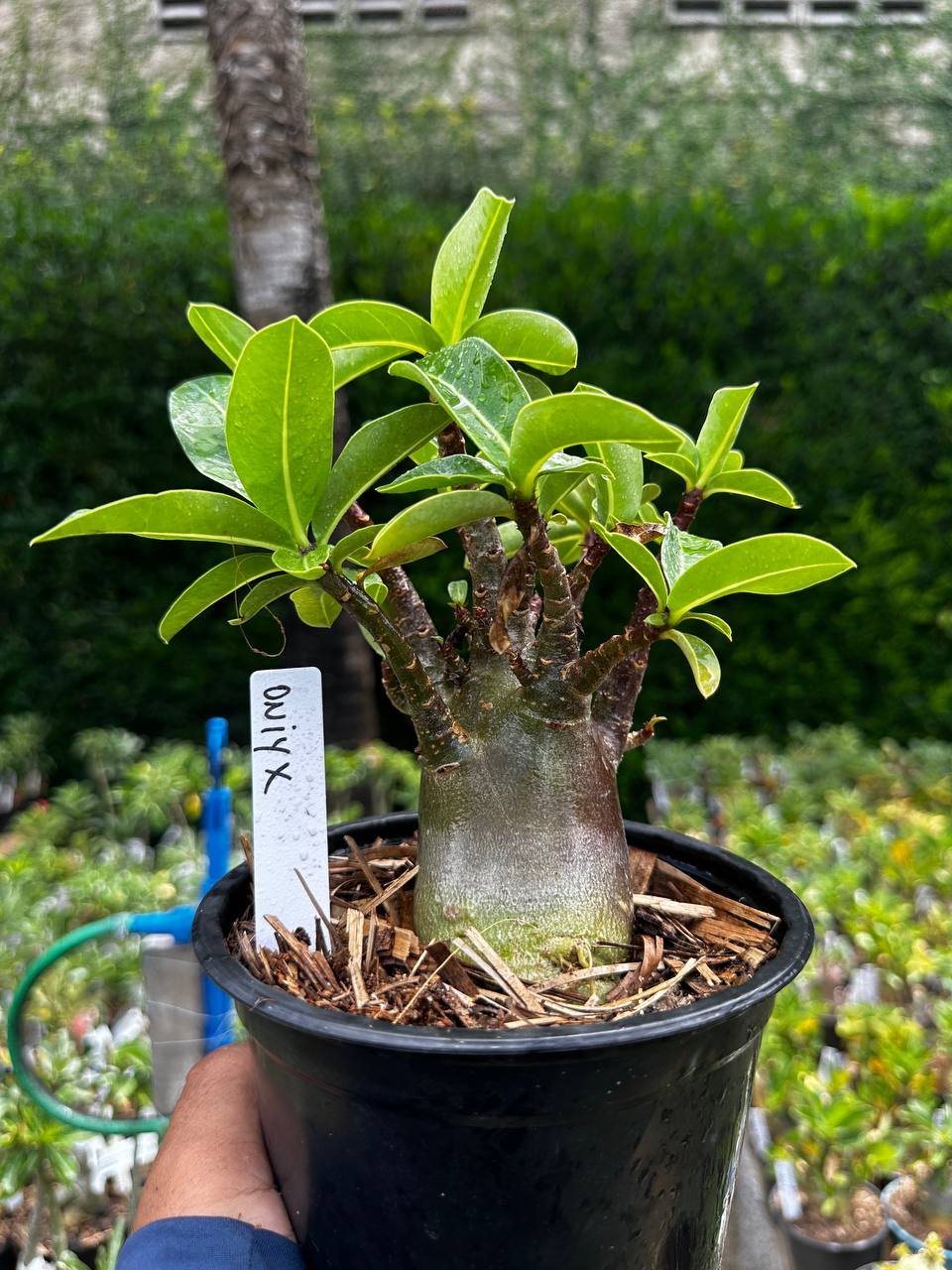 2209 24 Arabicum Oniyx F3