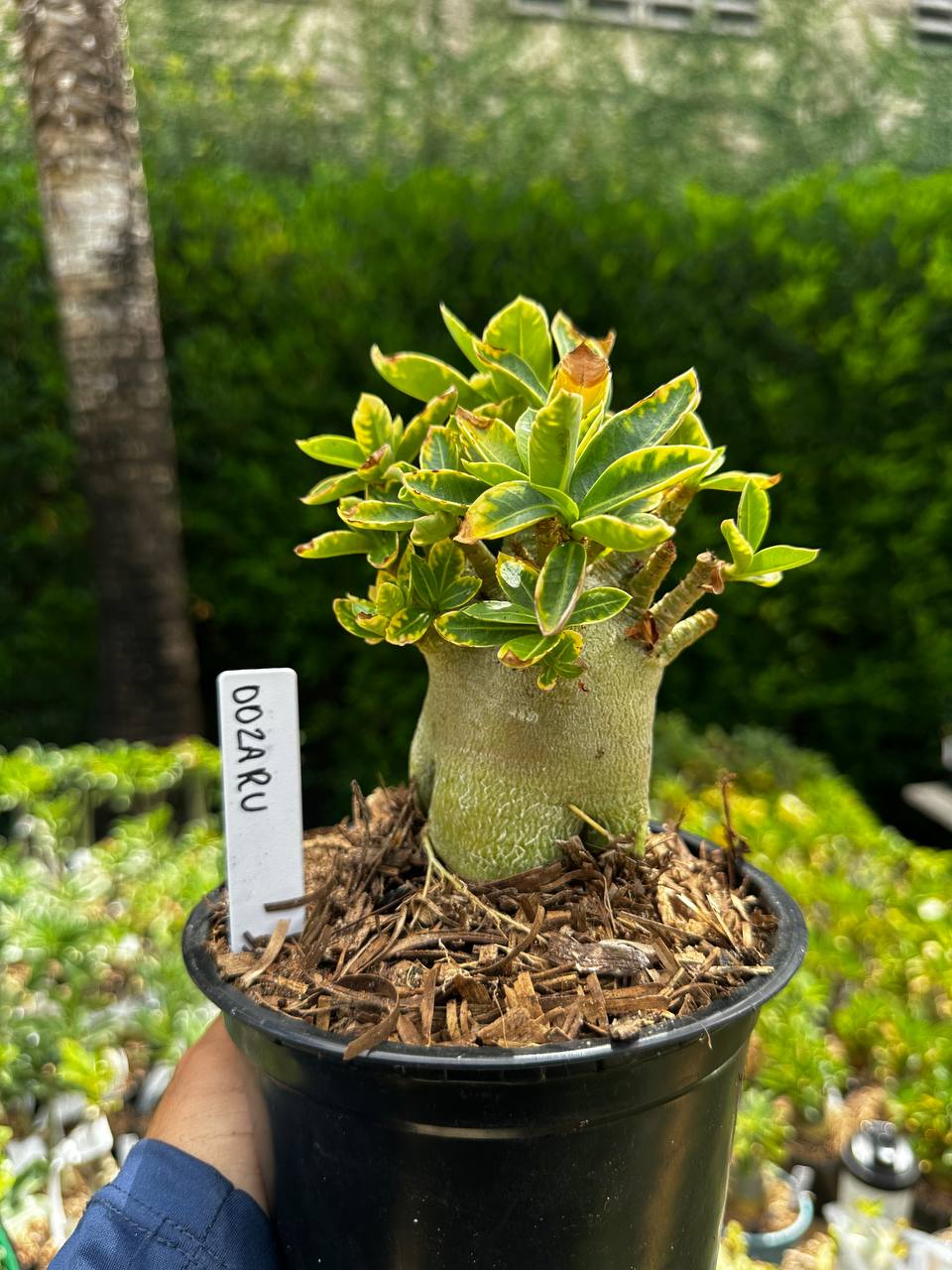 2209 25 Arabicum Oozaru F3