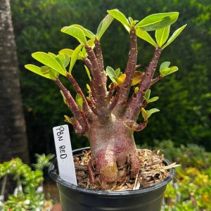 2209 26 Arabicum Pbn Red F3