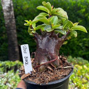 2209 27 Arabicum Zeus Black F3