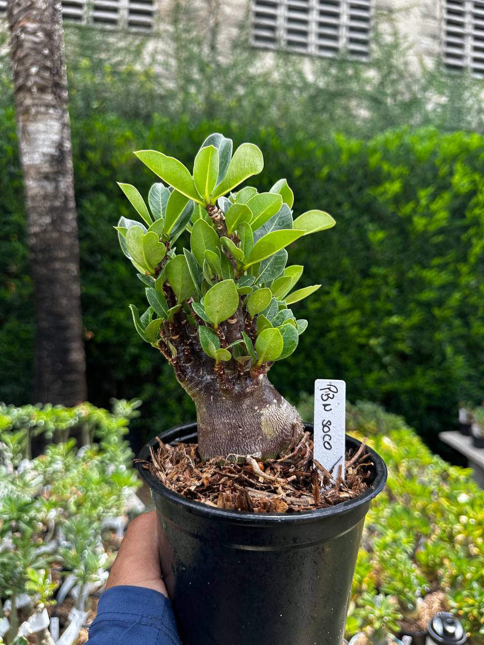 2209 28 Arabicum PBN soco F3