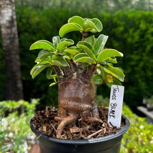2209 32 Arabicum Black Thanos F3