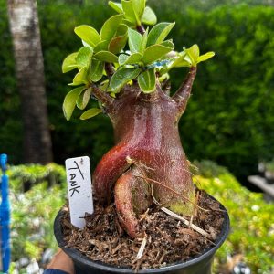 2209 33 Arabicum Tank F3