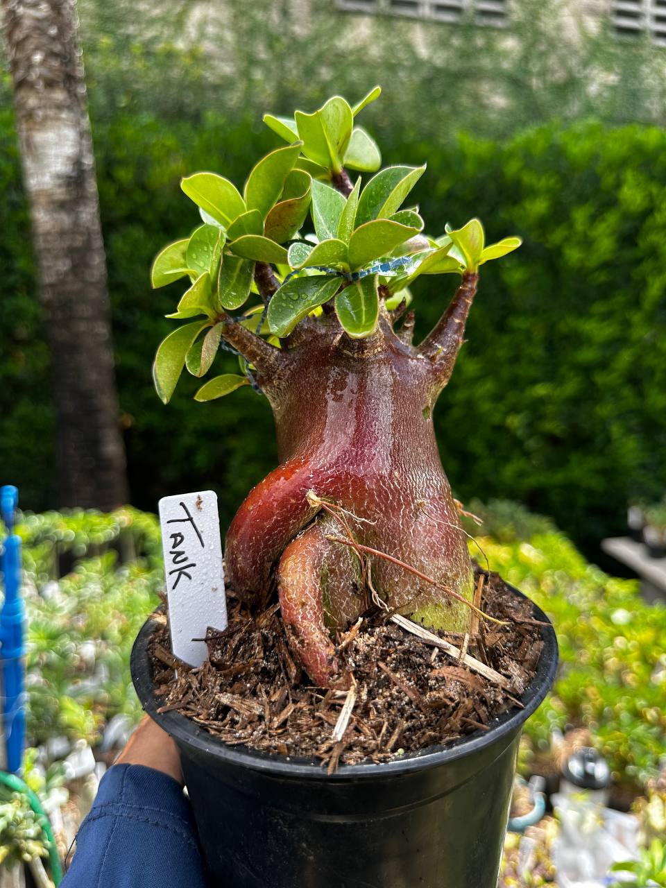 2209 33 Arabicum Tank F3