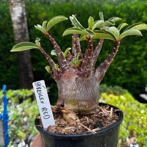 2209 41 Arabicum Red Hércules F3