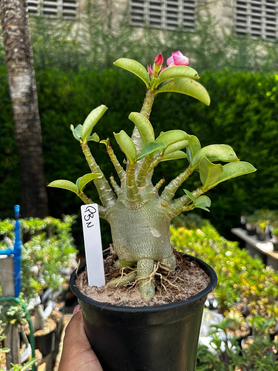 2209 42 Arabicum Pbn F3