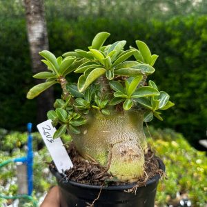2209 43 Arabicum Zeus F3