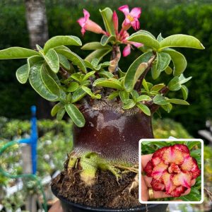 2209 44 Arabicum Spartacus F3