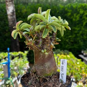 2209 45 Arabicum Thai Soco Black F3