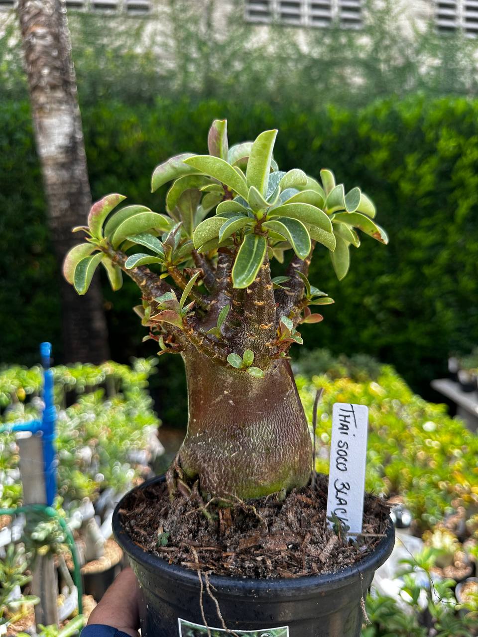 2209 45 Arabicum Thai Soco Black F3