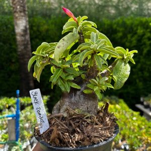 2209 46 Arabicum Black Zombie F3