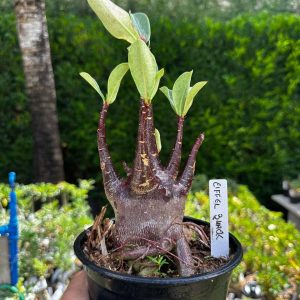 2209 47 Arabicum Eiffel Black F3