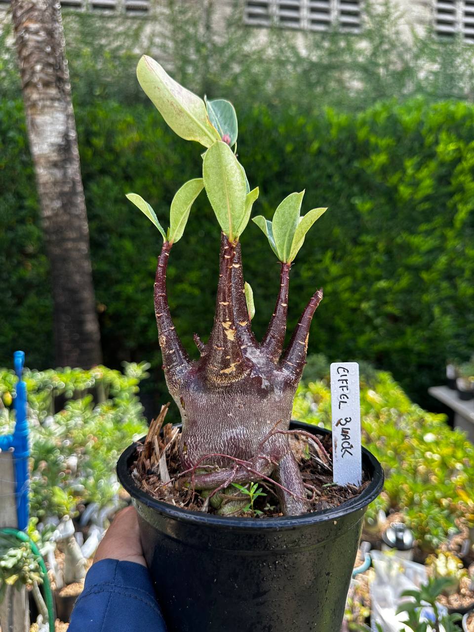 2209 47 Arabicum Eiffel Black F3