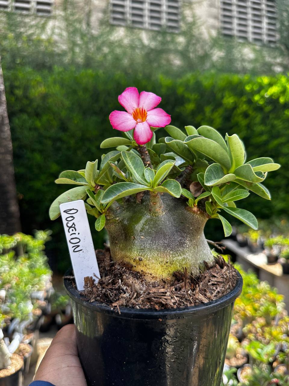2209 48 Arabicum Poseidon F3