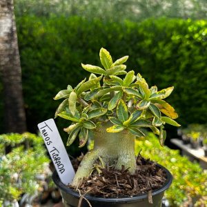 2209 50 Arabicum Tanos Tigrada F3