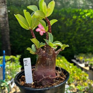 2209 52 Arabicum Nix F3