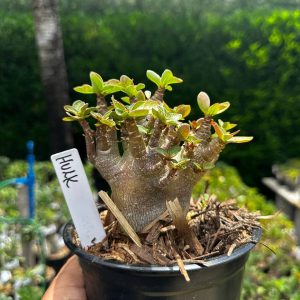 2209 54 Arabicum Hulk F3