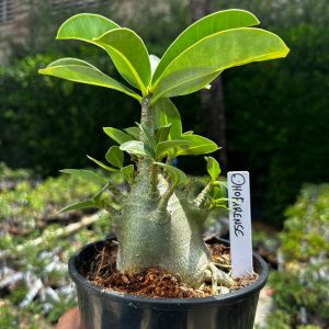 2209 60 Arabicum Dhofarense F3