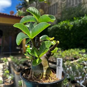 2209 65 Arabicum Eiffel F3
