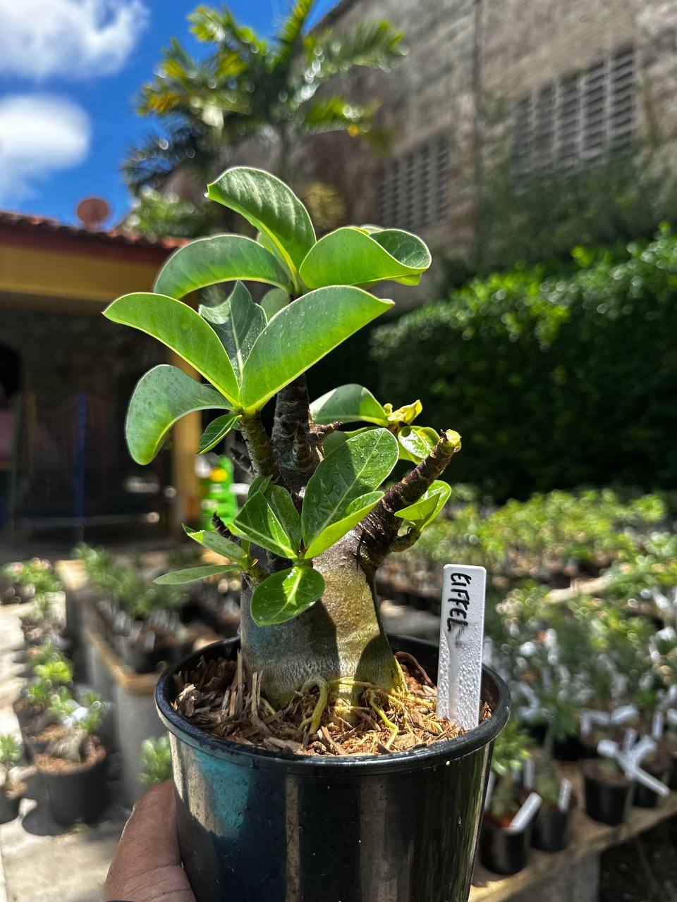2209 65 Arabicum Eiffel F3