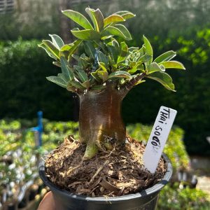 2209 66 Arabicum Thai soco F3
