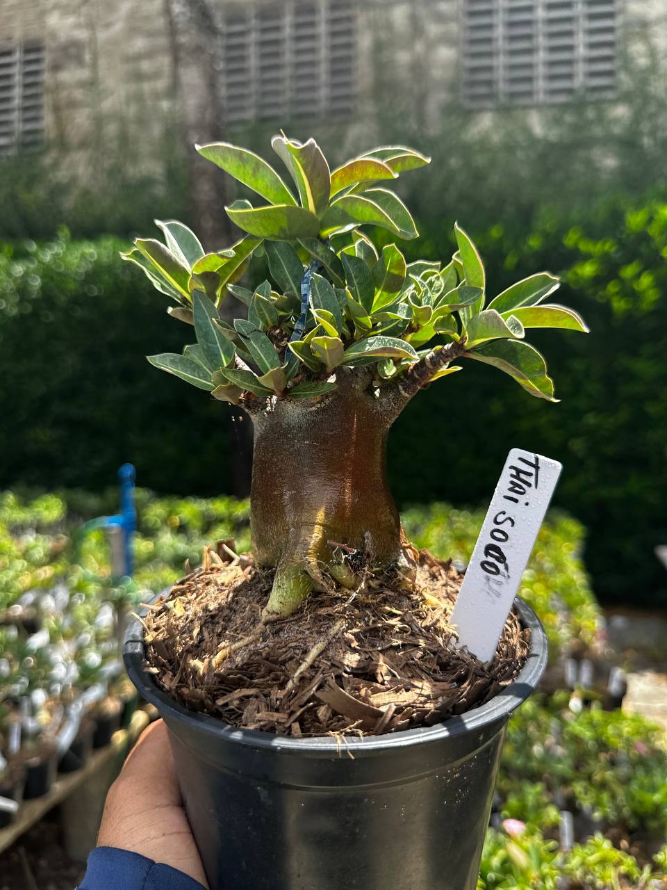 2209 66 Arabicum Thai soco F3