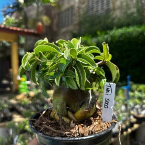 2209 69 Arabicum Thai soco F3