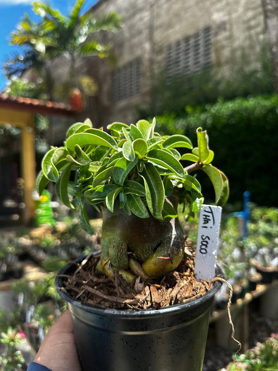2209 69 Arabicum Thai soco F3