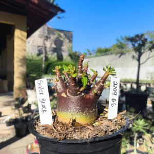 2209 77 Arabicum Super Black F3