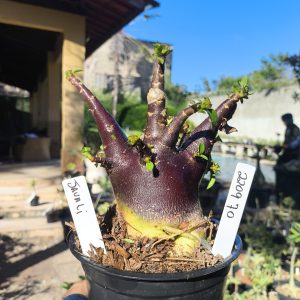 2209 81 Arabicum Javali F3