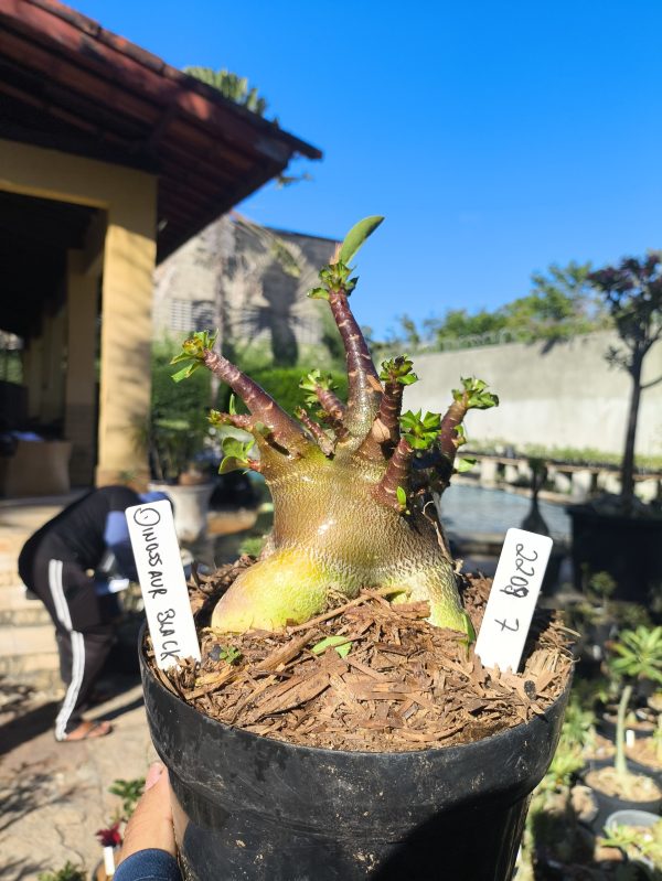 Arabicum Dinossaur Black F3